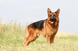 BERGER ALLEMAND 771